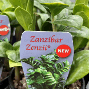 ZAMIOCULCAS 'Zenzii' (Zanzibar)