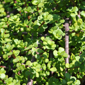 Portulacaria afra (Jade Plant)