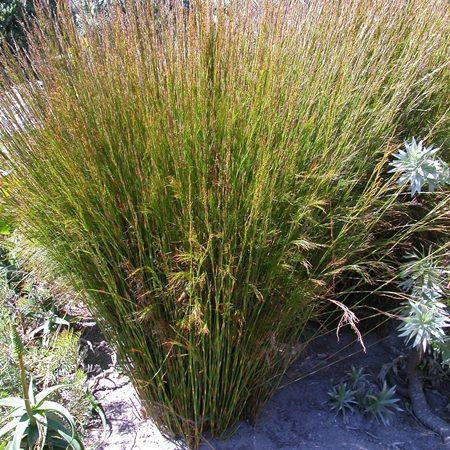 Baloskion tetraphyllum