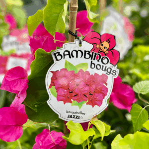 BOUGAINVILLEA Bambino 'Jazzi'
