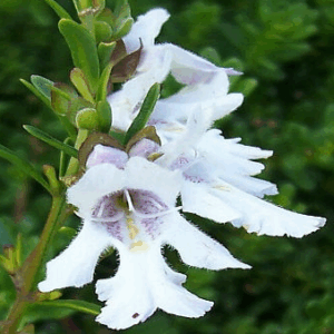 Prostanthera saxicola 'Montana'