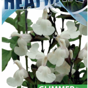 SALVIA 'Heatwave Glimmer'