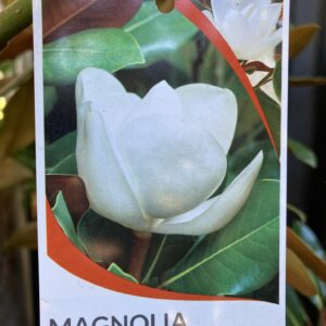MAGNOLIA 'Little Gem'