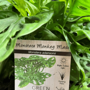 MONSTERA adasonii 'Swiss Cheese'