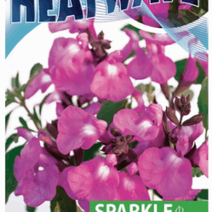 SALVIA 'Heatwave Sparkle'