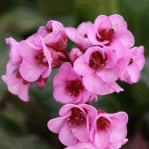 CHAMELAUCIUM hybrid 'Kerryn'
