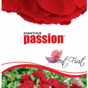 DIANTHUS 'Passion'