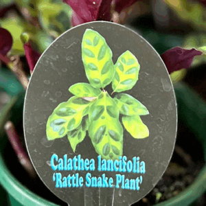 CALATHEA insignis (Rattlesnake Plant)