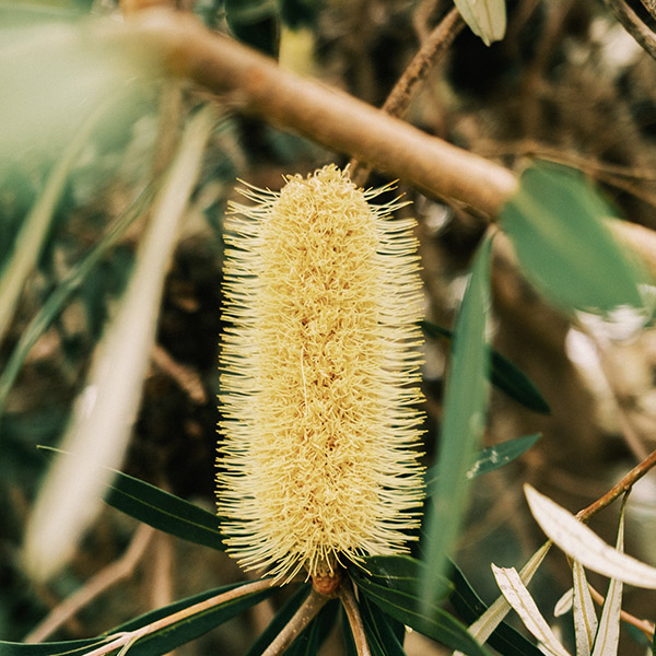 Native Trees