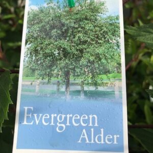ALNUS jorullensis (Evergreen Alder)