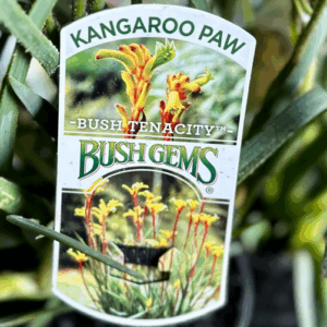 ANIGOZANTHOS 'Bush Tenacity' (Kangaroo Paw)