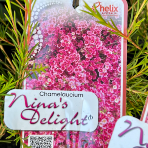 CHAMELAUCIUM 'Nina's Delight' (Waxflower)