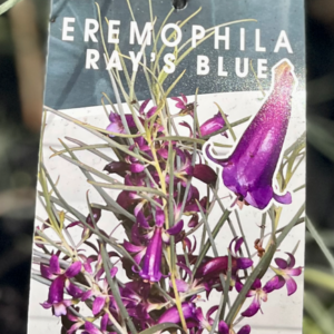 EREMOPHILA oppositifolia 'Ray's Blue'