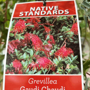 GREVILLEA 'Gaudi Chaudi'