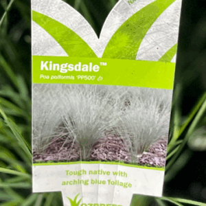 POA poiformis 'Kingsdale' (PP500)