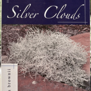 LEUCOPHYTA brownii ‘Silver Clouds’