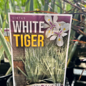 DIETES iridioides ‘White Tiger’