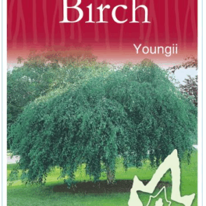 BETULA pendula 'Youngii' (Weeping Silver Birch)