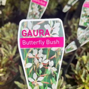 GAURA lindheimeri (Butterfly Bush)