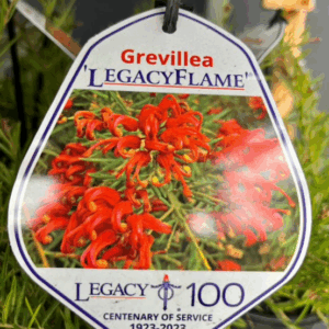 GREVILLEA 'Legacy Flame'