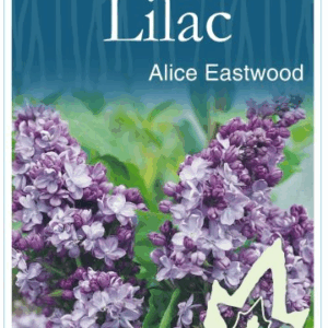 LILAC (Syringa) 'Alice Eastwood'