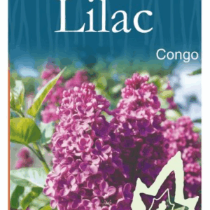 LILAC (Syringa) 'Congo'