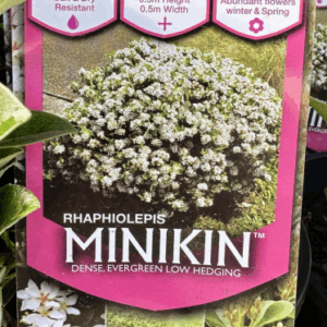 RHAPHIOLEPIS 'Minikins'