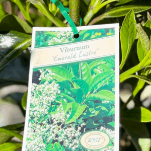 VIBURNUM ‘Emerald Lustre’
