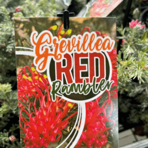 GREVILLEA 'Red Rambler'