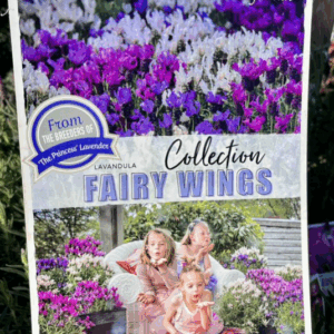 LAVINNOVA 'Fairy Wings' Varieties (Lavender)