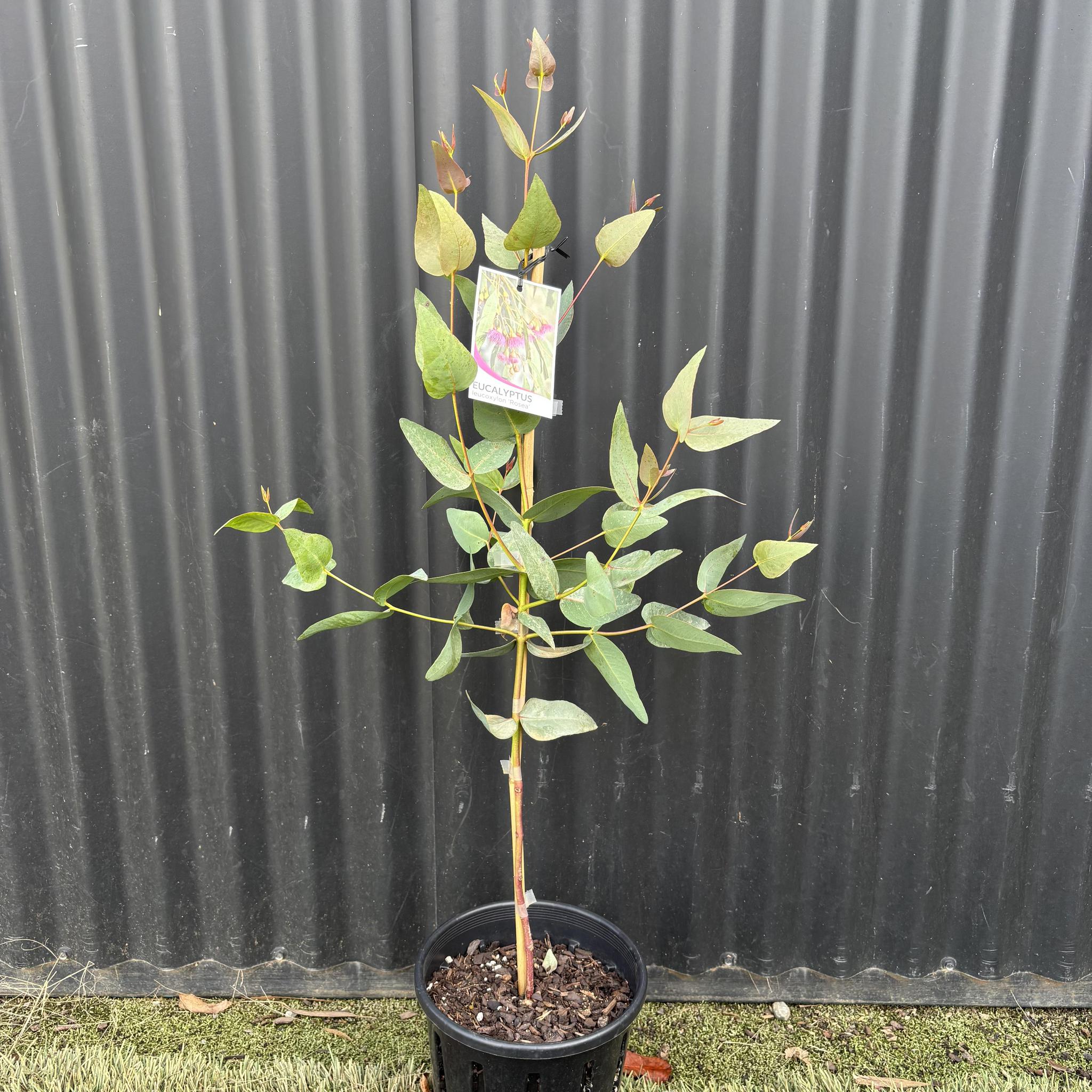 Eucalyptus leucoxylon Megalocarpa (Large fruited yellow gum)