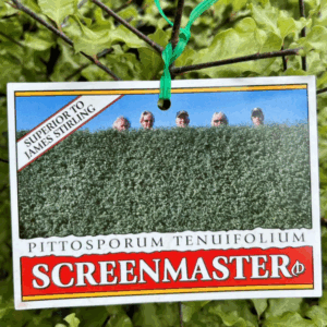 PITTOSPORUM tenuifolium 'Screen Master'
