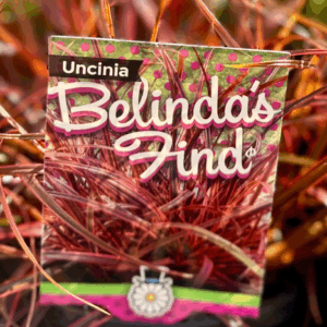UNCINIA rubra 'Belinda's Find'