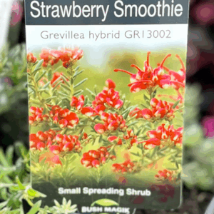 GREVILLEA 'Strawberry Smoothie'