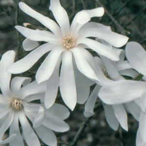 MAGNOLIA ‘Royal Star’