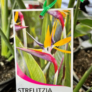 STRELITZIA reginae 'Bird of Paradise'