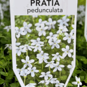 PRATIA pedunculata 'White' (Star Creeper)