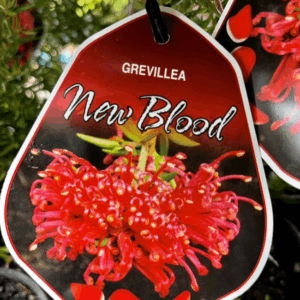 GREVILLEA 'New Blood'