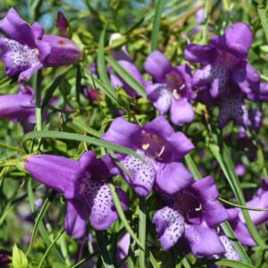 Eremophila nignon x poly meringur isaac