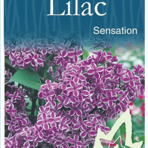 LILAC (Syringa) Sensation