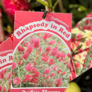 CALLISTEMON 'Rhapsody in Red'