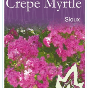 LAGERSTROEMIA 'Sioux' (Crepe Myrtle)