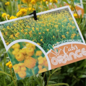 CHRYSOCEPHALUM apiculatum 'Cate's Orange'