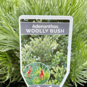 ADENANTHOS sericeus 'Woolly Bush'