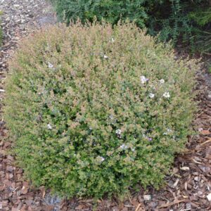 LEPTOSPERMUM rotundifolium 'BOBBLES' 14CM