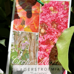 LAGERSTROEMIA 'Tuscarora' (Crepe Myrtle)