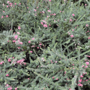 GREVILLEA lanigera (Fine Leaf Dwarf Form)