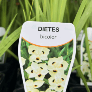 DIETES bicolor
