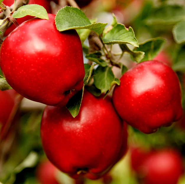 APPLE 'Red Delicious'