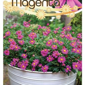 BRACHYSCOME 'Radiant Magenta'